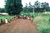 Bafoussam-Bafut road: entourage of children