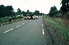 Mbouda-Bamenda road: cattle walking to market