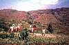 Bamenda highlands: boys and horses
