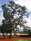 Fon of Babungo palace: tree in the front