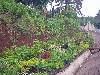Buea-Limbe road: garden plant nursery