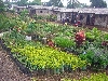 Buea-Limbe road: garden plant nursery