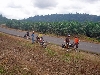 Douala-Limbe road: oil palm plantation
