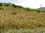 Cornfield, Hwy 3, near Amo, Ethiopia