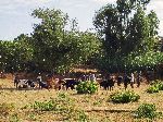 Veterinary project, Hwy3, near Amo, Ethiopia