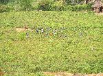 Khat growing field, Infranze, Ethiopia