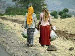 Khat being carried in plastic bags, Infranze, Ethiopia