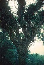 Ghana, Aburi Garden, epiphytes