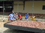 CRIG (Cocoa Research Institute of Ghana), cocoa drying