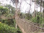 Kukum National Park canopy walk