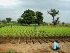 Vegetable gardens along the Niger River, Bamakl