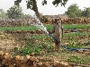 irrigating onion crop with pump, Dogon country, Mali
