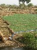 power pump irrigating onion crop, Dogon Mali