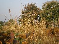 Bafilo, Togo, sorghum crop
