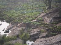 Intensive riverside vegetable cultivation, Kara, Togo