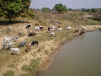 Fulani cattle, Togo