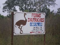 Bohicon, Benin, Ostrich Farm