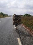 Bohicon, Benin, bicyclist hauling firewood
