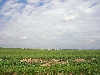 Rural countryside, farmland, west of Tunis