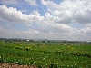 Countryside, farmland, east of Mejez el Bab