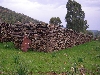 Cork oak bark stacked and curing, Tabarka