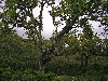 cork oak forest, Tabarka