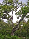 cork oak forest, Tabarka