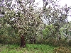 Cork oak tree in Khroumirie Mountians