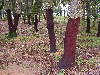 Red trunk of recently harvested cork oak