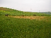 cows grazing and wheat land, north of Jendouba, Tunisia