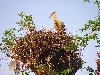 Stork at nest in the main square, Jendouba