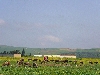 Sheep grazing, Borj Aifa