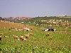 Traditional tents and sheep grazing near El Kef