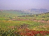 Countryside south of El Kef