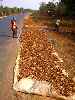 Sandalwood bark is drying on the roadside