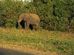 Elephants along the road, Kasane Botswana