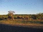 Elephants along the road in Kasane, Botswana