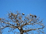vultures in a tree, Mahango NP, Namibia