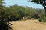 Impala, Mahongo NP Namibia