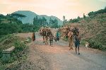 Afars leading a camel caravan, Ethiopia