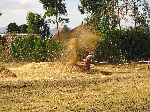 Woman winnowing grain near Debre Tsege, Ethiopia