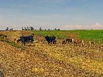 Cows and sheep grazing near Debre Tsege, Ethiopia