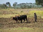 Plowing field with cows, Abyssinia Plateau, Ethiopia