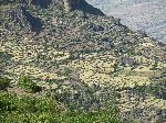 Terraced hillside, Jemma Gorge, Debra Libanos, Ethiopia