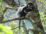 Black and White Colobus monkey, Lake Zengena, Ethiopia
