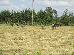 harvesting injera, Agaw Awi National Zone, Ethiopia