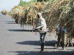 lines of massively loaded donkey carts hauling cut grass, Bahir Dar, Ethiopia