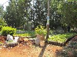 Road side plant nursery, Bahir Dar, Ethiopai