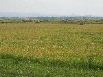 Rice fields, Hwy 3, north of Bahir Dar, Ethiopia