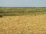 Rice fields, Hwy 3, north of Bahir Dar, Ethiopia